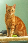 Katze Leonie in Pose (ca. 9 Monate alt)



 (Bild: Steffen Remmel, 10.04.2012)