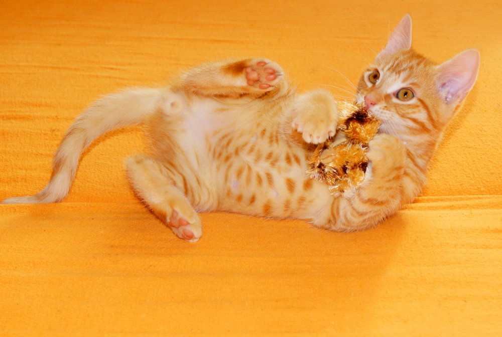 Gismo beim Spielen mit seiner Stoffmaus (Bild: Steffen Remmel, hb_foto_0014.jpg)