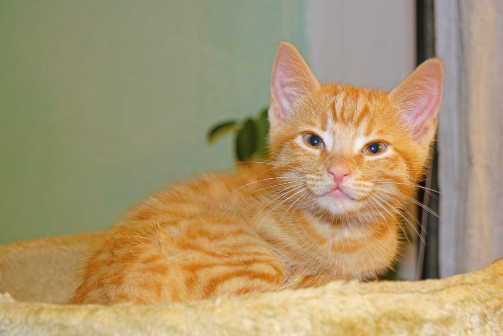 Ein kleiner Kater hat ausgeschlafen, ...  (Bild: Steffen Remmel, hb_foto_0019.jpg)