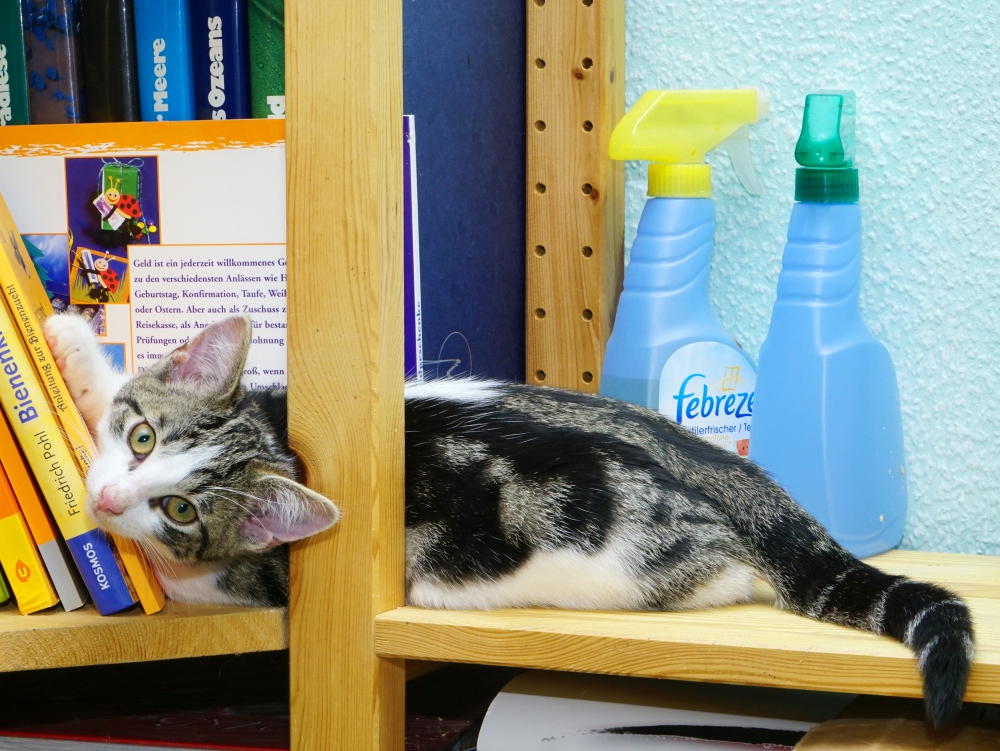 Kater im Bücherregal (Bild: Steffen Remmel, hb_foto_0028.jpg)