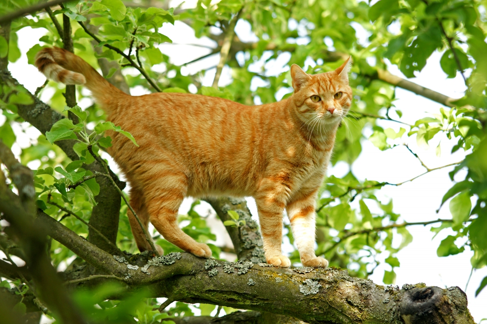 Lutte auf dem Baum (Bild: Steffen Remmel, hb_foto_0032.jpg)