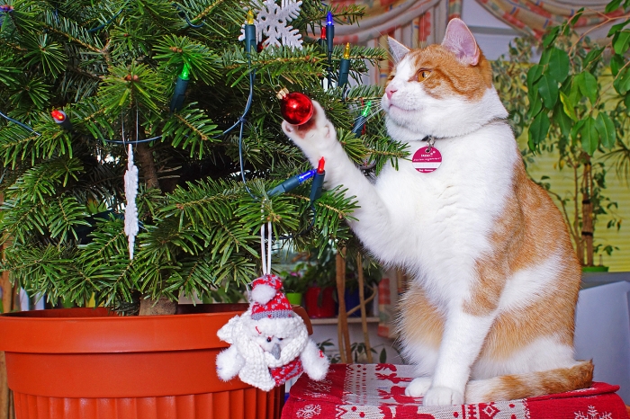 Leon beim Helfen den Weihnachtsbaum zu schmücken. (Bild: Steffen Remmel, hb_foto_0021.jpg)