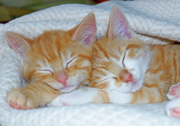 Katzenbabys beim Schlafen (Bild: Steffen Remmel, hb_foto_0025.jpg)