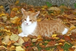 Herbst ist da, ... (Bild: Steffen Remmel, 06.11.2011), Junger Kater Leon beim Toben im herbstlichen Garten.



