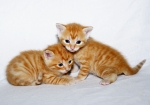 Leo und Sally (Bild: Steffen Remmel, 30.07.2012), Leo und Sally aus dem ersten Wurf von Leonie beim Kuscheln und Spielen auf dem Sofa. Die Kitten sind auf dem Foto 24 Tage alt. 
