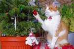 Leon beim Helfen den Weihnachtsbaum zu schmücken. (Bild: Steffen Remmel, 16.12.2012), Leon beim Helfen den Weihnachtsbaum zu schmücken. Leon räumt schneller ab, als ich die Christbaumkugeln an den Christbaum anbringen kann.

