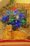 Lutte und Weihnachtsbaum (Bild: Steffen Remmel, 16.12.2012), Vor dem Weihnachtsbaum macht sich Lutte bequem und bewacht diesen vor den anderen Katzen.

