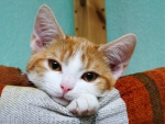 Kleiner Kater (Bild: Steffen Remmel, 15.11.2015), Der junge Kater 4 Monate alt kurz nach dem Aufwachen.
