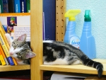 Kater im Bücherregal (Bild: Steffen Remmel, 20.10.2015), Kleiner Kater auf Entdeckungstur im Bücherregal.
