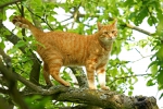 Lutte auf dem Baum (Bild: Steffen Remmel, 01.05.2011), Bei seine Ausflügen klettert Lutte gerne auf Bäume.
